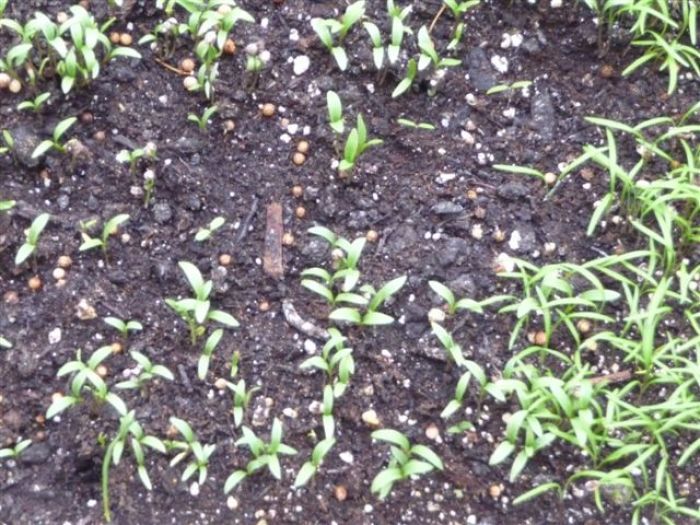 In the Greenhouse Today - FineGardening