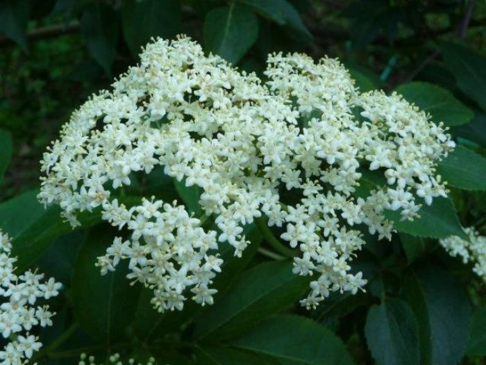 Elder, Herb of the Year 2013 - Fine Gardening