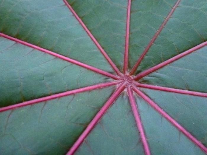 Close-up of leaf veins.