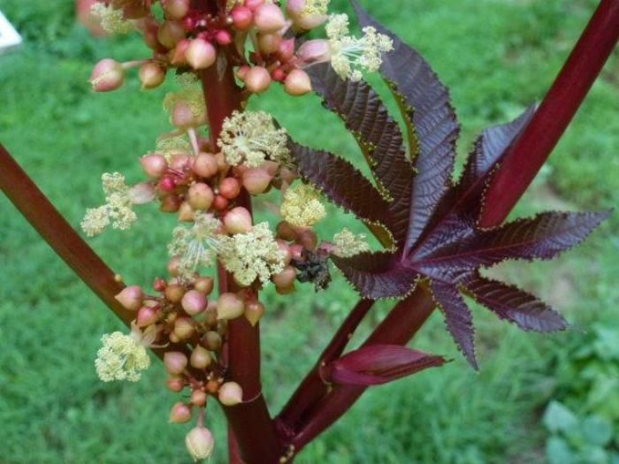 creamy yellow flowers with shiny new leaf growth in deep shades of burgundy.