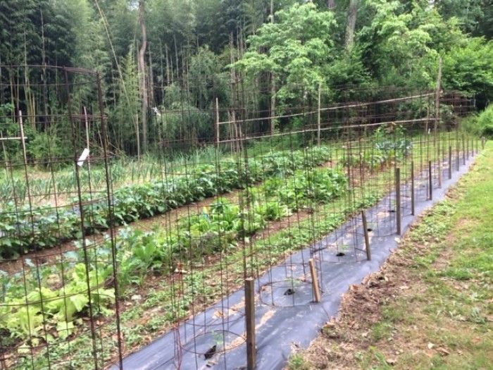 Tomatoes planted on black plastic mulch with tomato cages fastened to the earth with wooden stakes