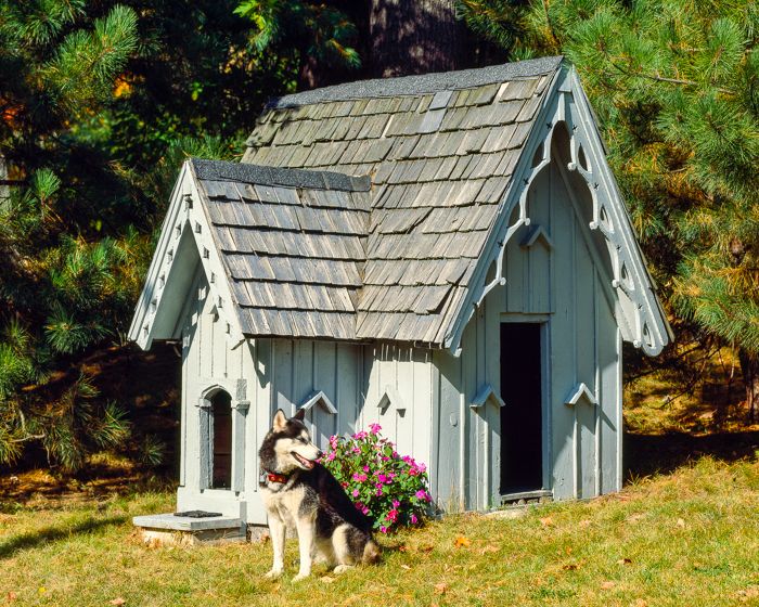 Lucky store dog house