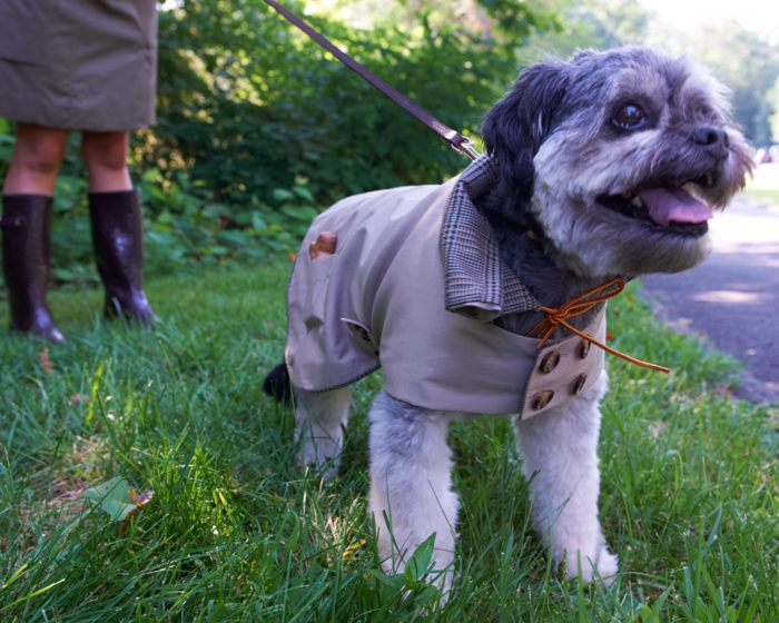 Dog trench outlet coat