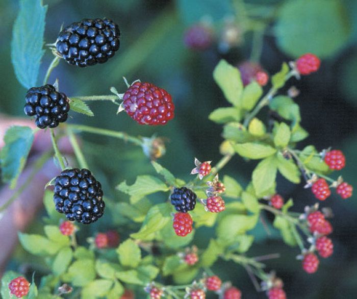 close up of blackberries