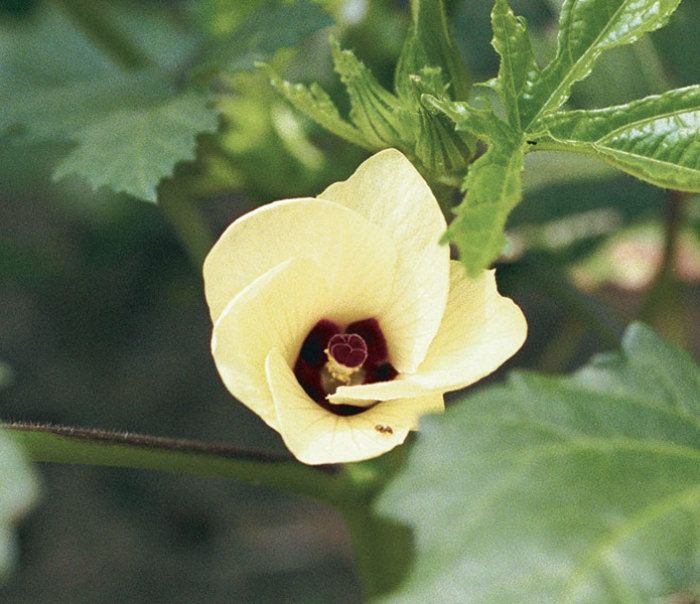 Okra Grows Up North - FineGardening