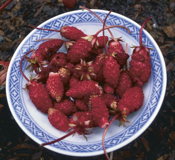 alpine strawberries in a bowl