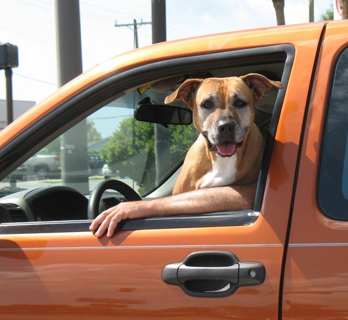 Dog driving to work Fine Homebuilding