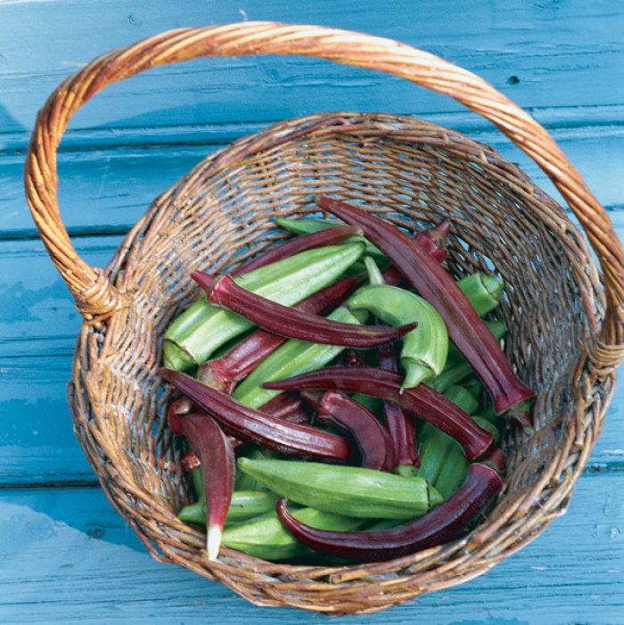Okra Grows Up North - FineGardening