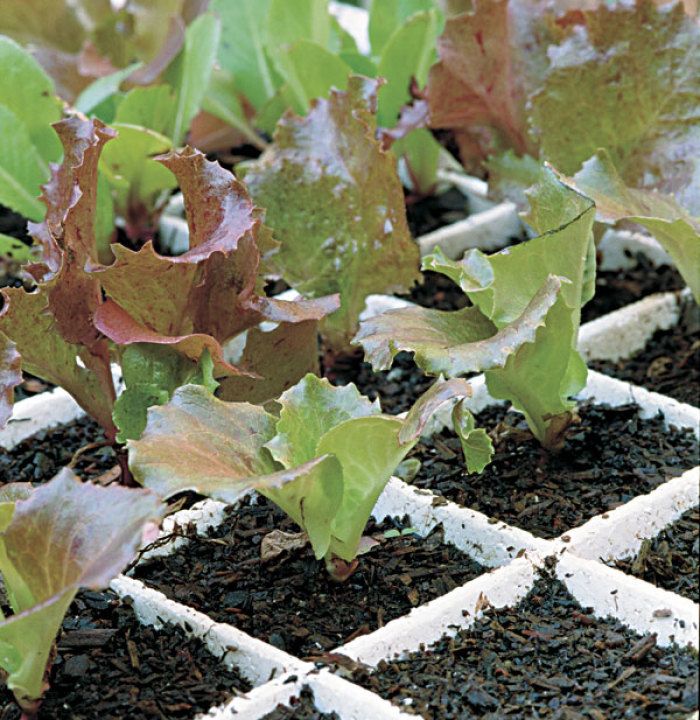 Seed Starting in Speedling Trays - FineGardening