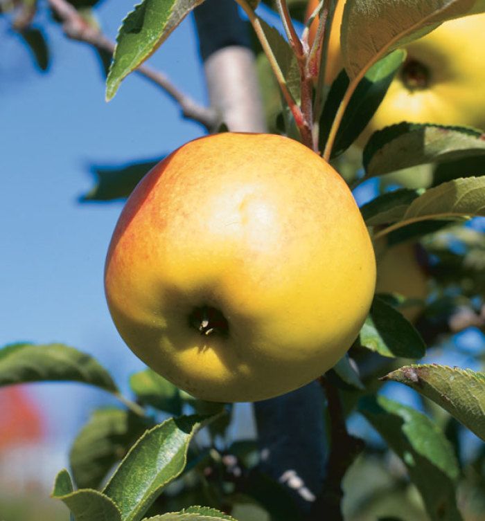 We spend most of the year eating really, really old apples. Why do they  taste so good?