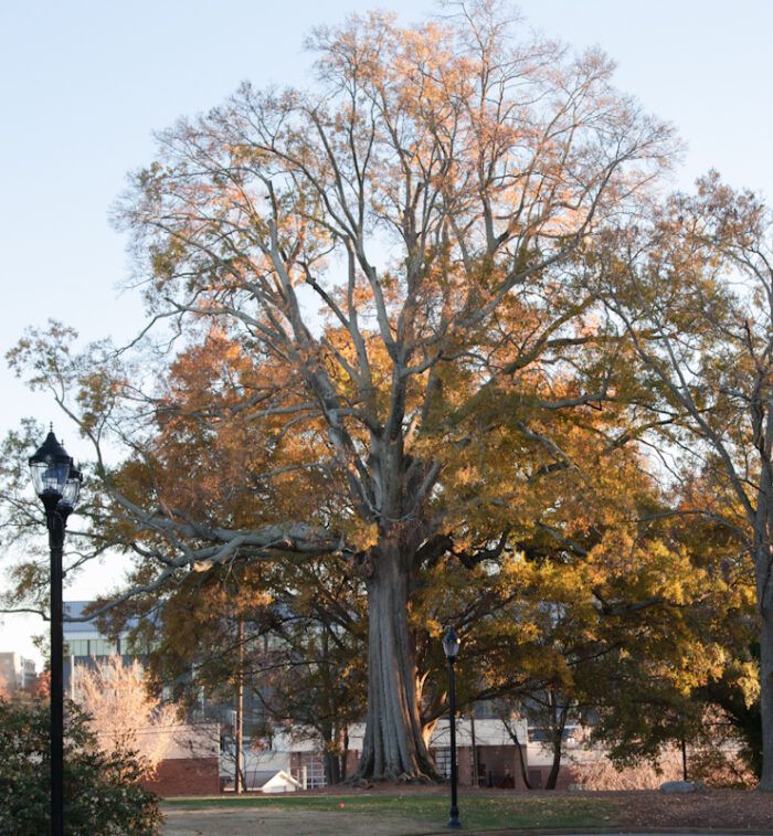 Golden willow branches : r/arborists