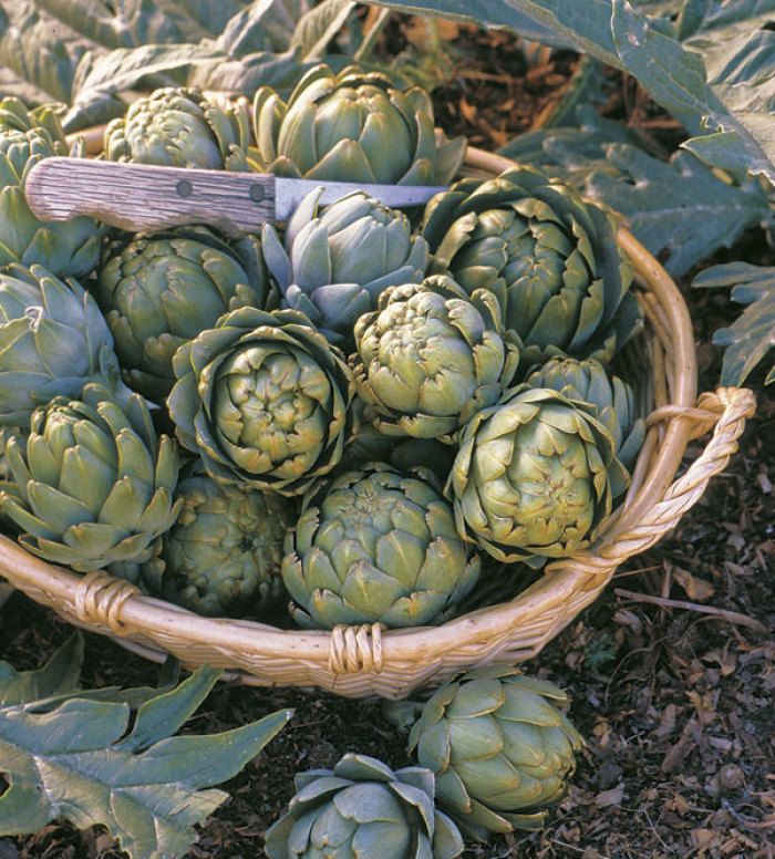 artichokes in a basket with a knife