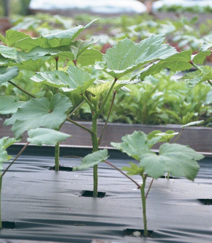 Okra Grows Up North - FineGardening