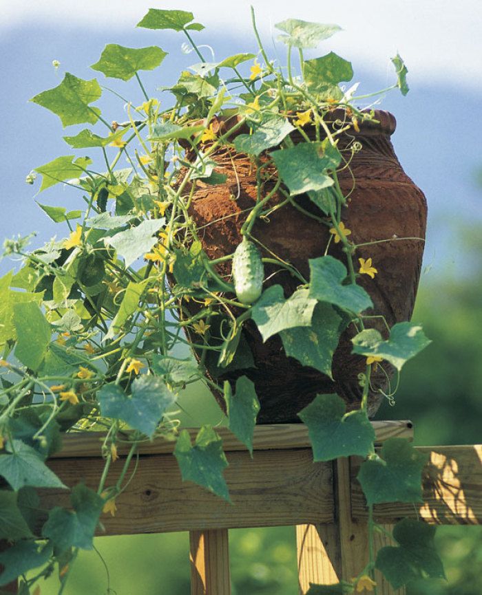 dwarf pickling cucumbers