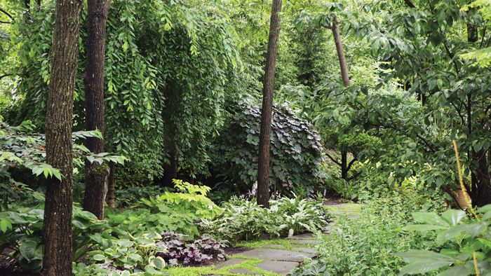 Steve's Atlanta Woodland Garden in the Making, Part 2 - Fine Gardening