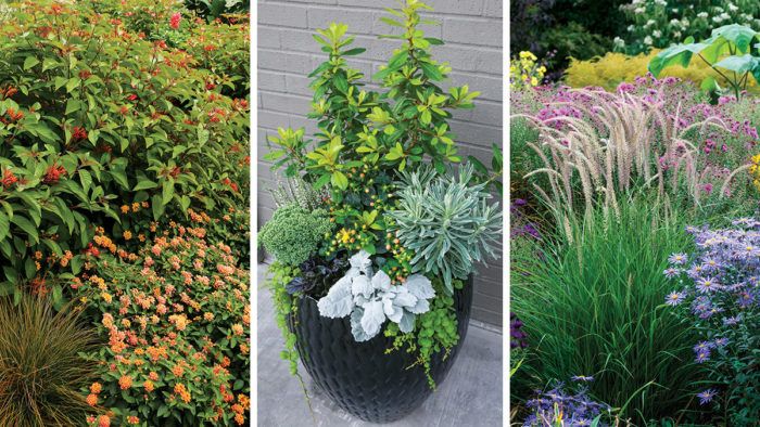 Design Inspiration for the Summer-to-Fall Transition - Fine Gardening