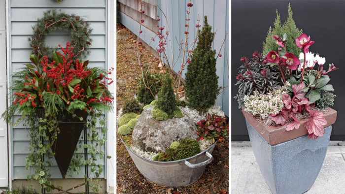 Outdoor Winter Container Garden Ideas and Inspiration