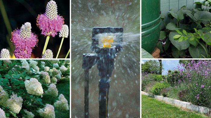 Plant Watering Can Essentials: Quench Your Garden's Thirst!