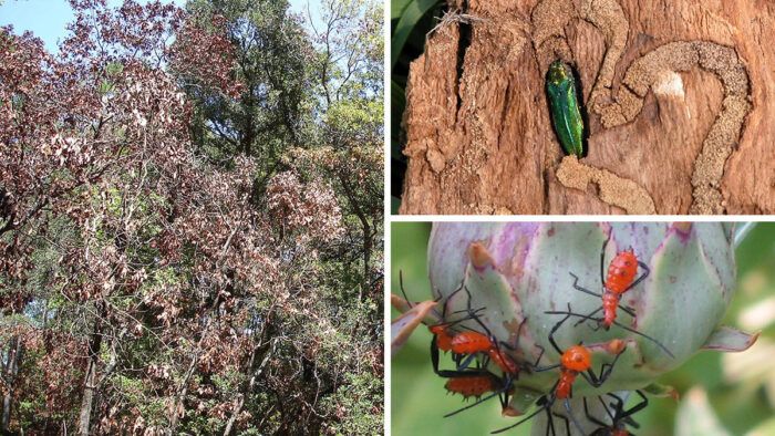 Tea Scale - A Common Pest - Virginia Green