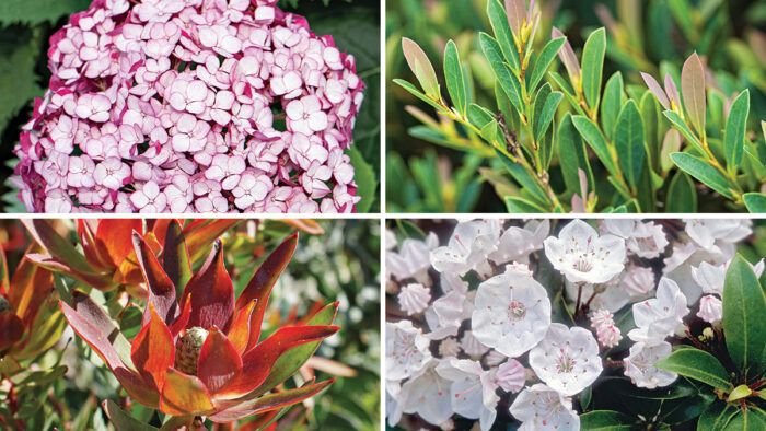 Shrubs for Small Spaces in Your Region - FineGardening