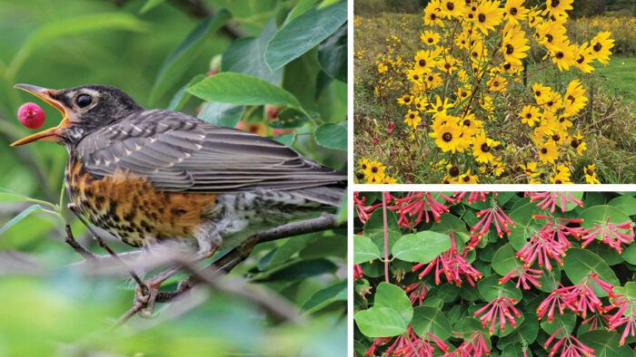 Native Plants for Nesting Birds: Top 12 Picks