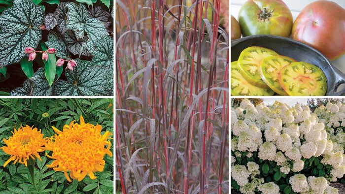 The Best New Plants for Your Garden