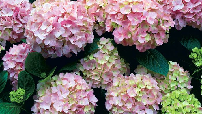 5 Inspiring Naturalistic Dry Creek-Bed Designs - FineGardening