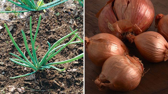 How to Grow Shallots - Organic Gardening Blog