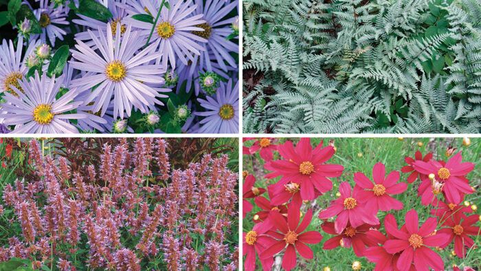 Peak-Season Perennials for the South - FineGardening