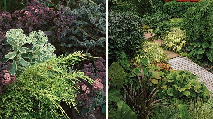 Introduction to Dividing Perennials - FineGardening