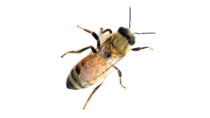 How to Handle a Honeybee Colony in an an Old Fluted Column - Fine ...