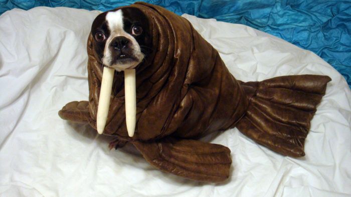 Echo the Boston Terrier as a Walrus Threads