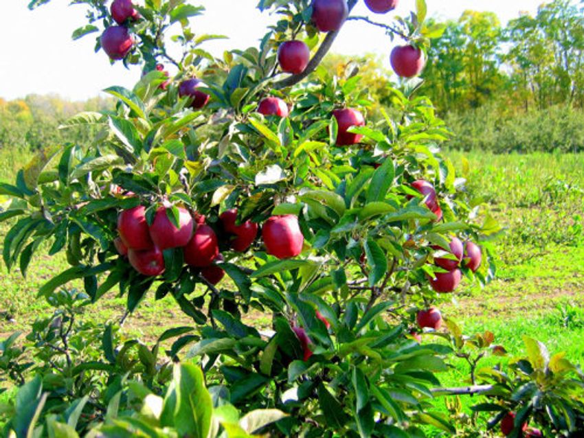 2 плодовых растений. Яблоня Оберландская дерево. Уэльсия. Яблоки сорт малина. Сорт яблок Элиста.