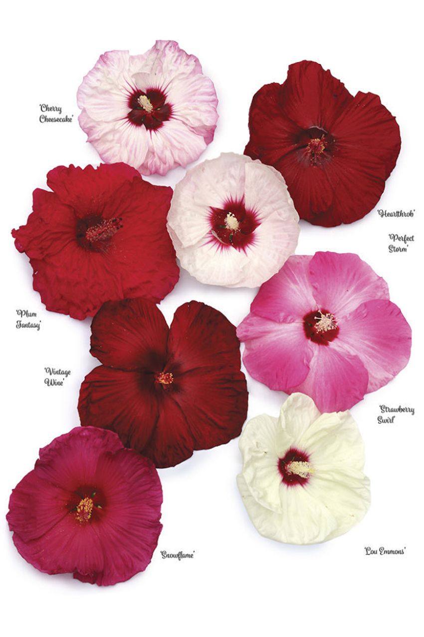 hibiscus varieties