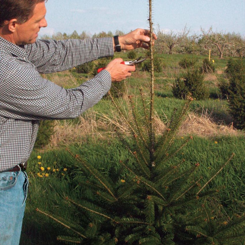 Ниваки из черной сосны. Сосна обыкновенная макушка. Формирование кроны сосны обыкновенной. Формирование кроны лиственницы обыкновенной. Лиственница сибирская ниваки.