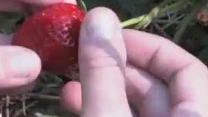 How to Harvest Strawberries