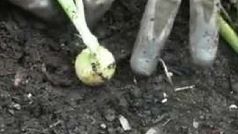 How to Care for Onion Plants