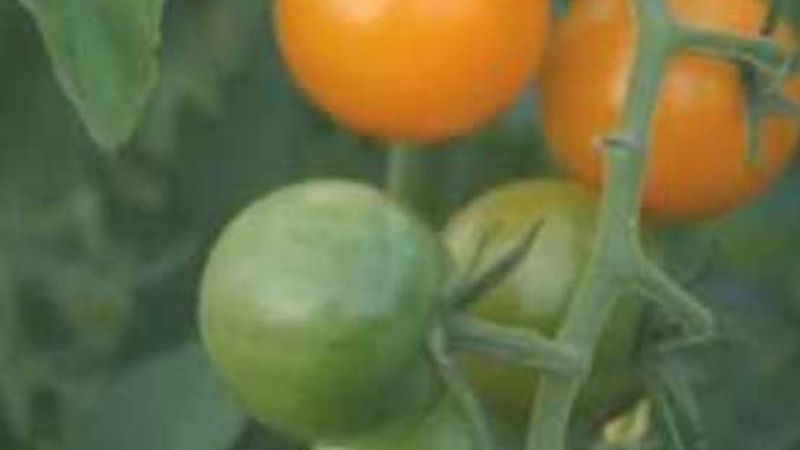 The Basics of Planting Tomatoes