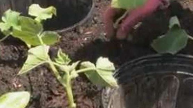 How to Plant Squash