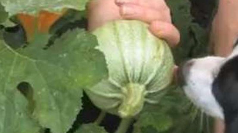 How to Harvest Summer Squash