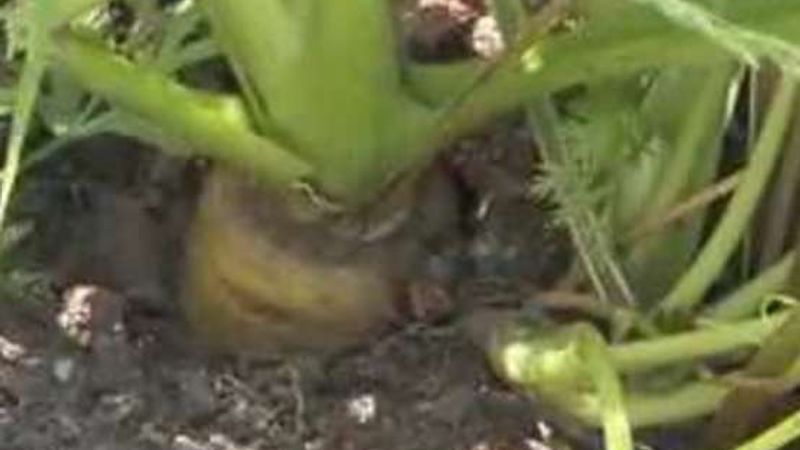 How to Harvest Carrots