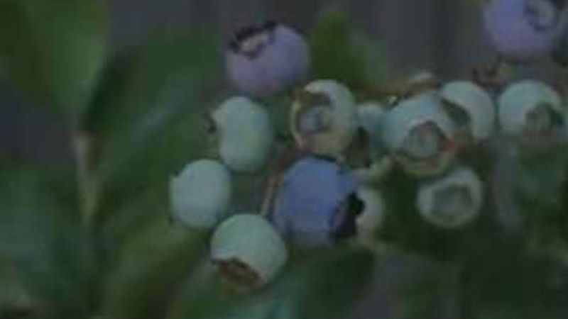 How to Care for Blueberries