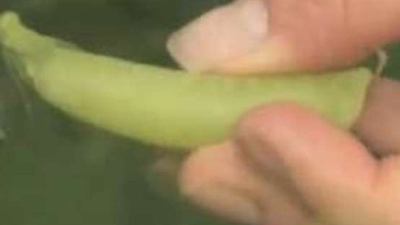 How to Harvest Peas