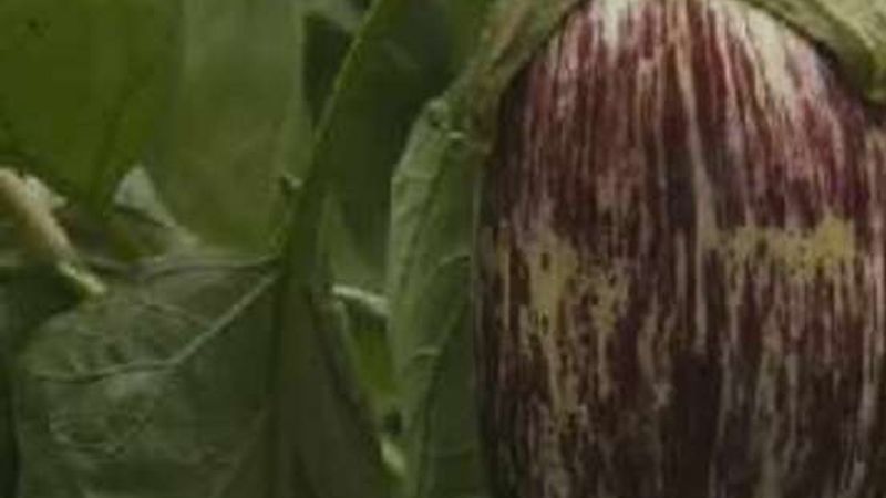 How to Harvest Eggplants