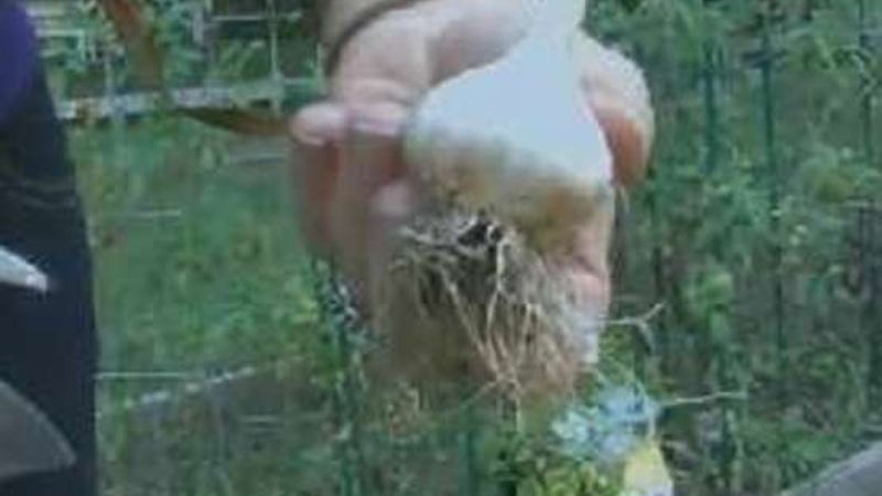 How to Harvest Garlic
