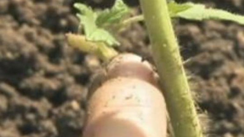 How to Deep-Plant Tomatoes