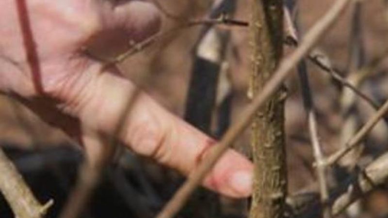 How to Prune Panicle Hydrangeas