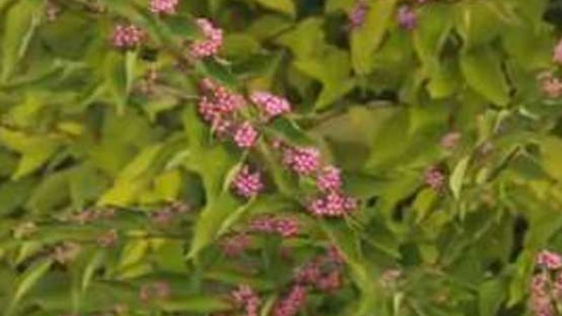 How to Prune a Beautyberry Bush