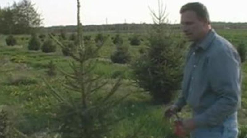 How to Prune Firs, Douglas Firs, and Spruces