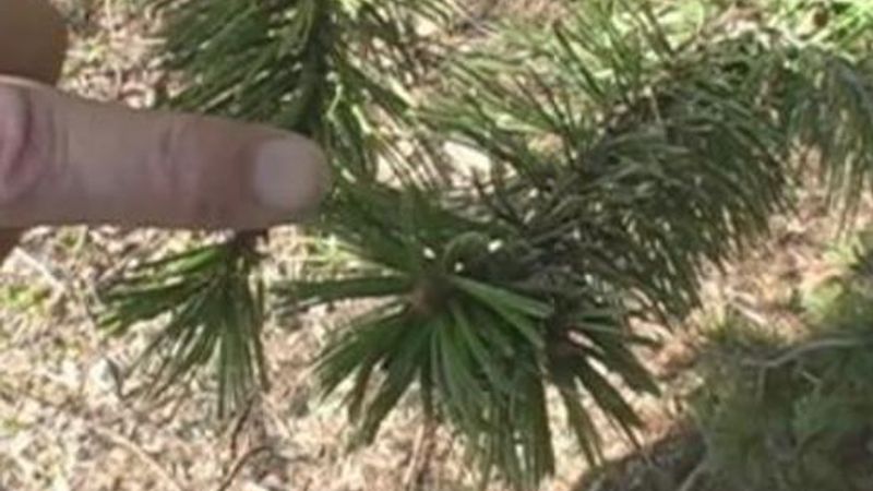 How to Prune Pine Trees